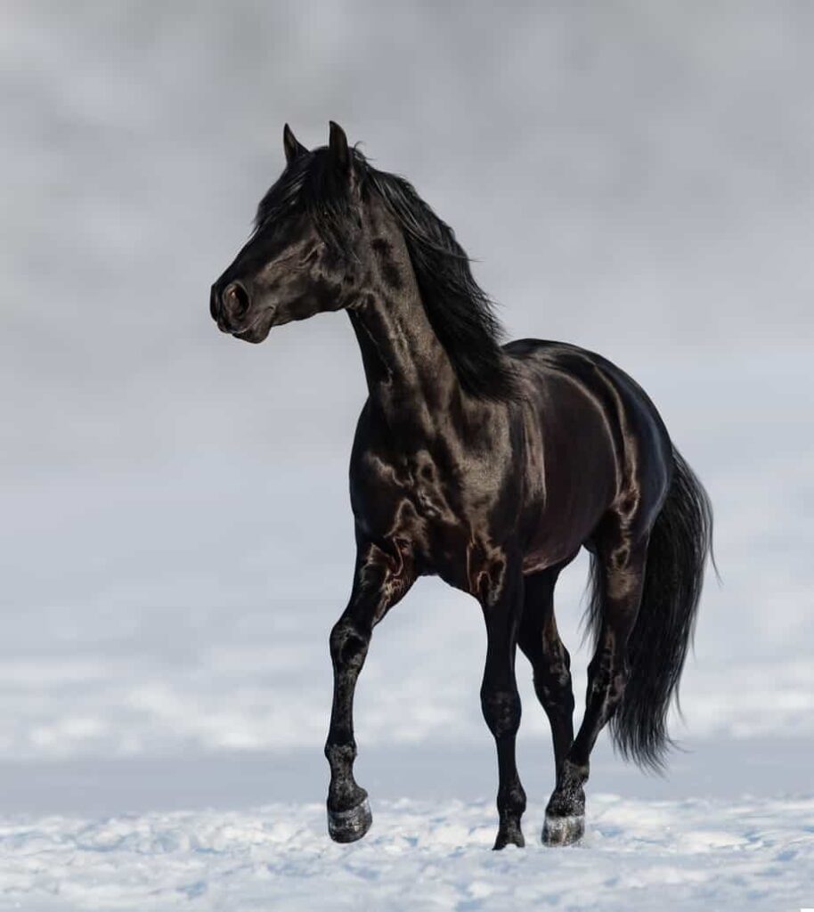 The black stallion