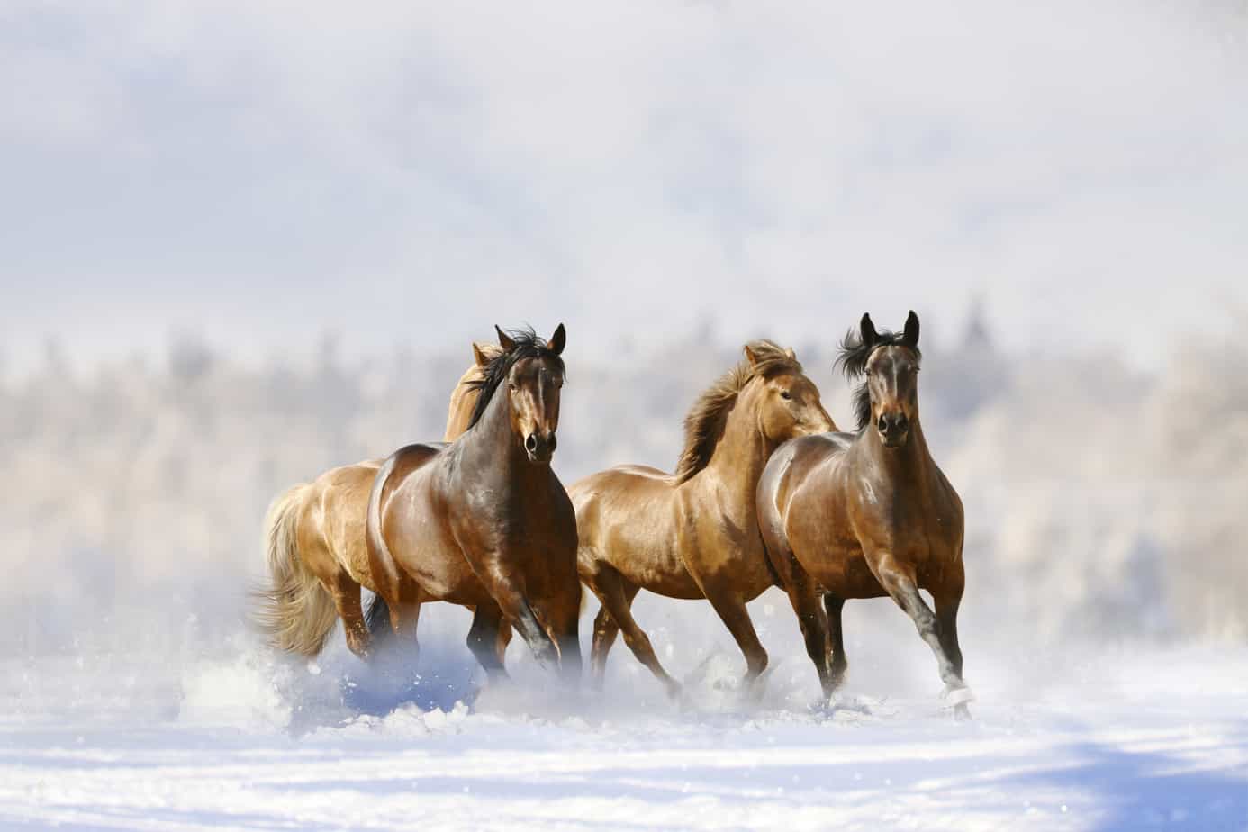 For the love of horses! They make us dream about freedom, power and friendship.you do not eat your friend.