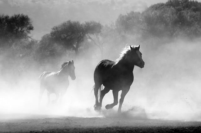 The wild horse. Hard to catch and ever harder to ride. Who can do that? The weak, the strong or the horse wisperer