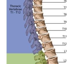 The song of the spine