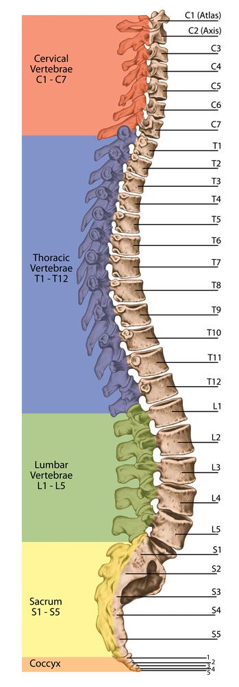 The song of the spine. Vibrational therapy or bone tuning as investigated by dr June Wieder, a pioneer.