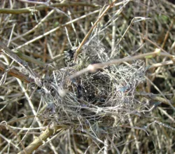 Divine Love Divine love