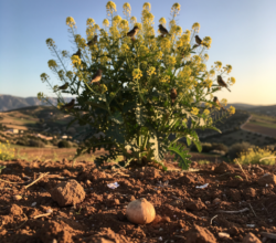 Mustard Seed